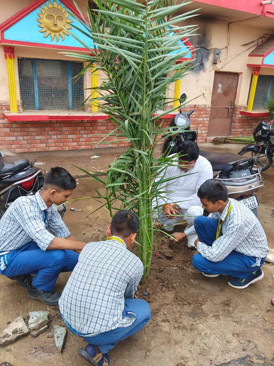 Tree Plantation